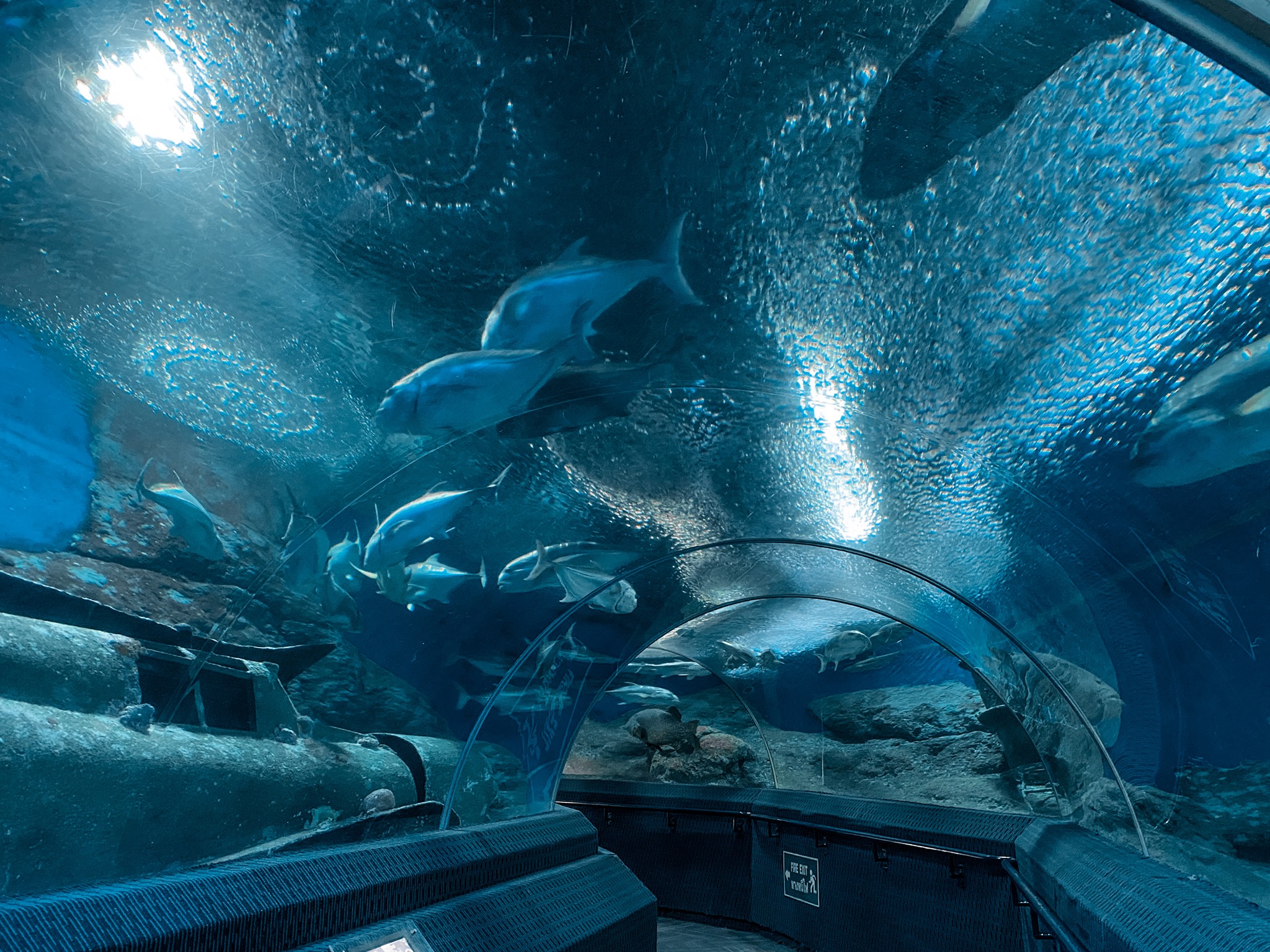 พิพิธภัณฑ์โลกใต้น้ำ พัทยา
